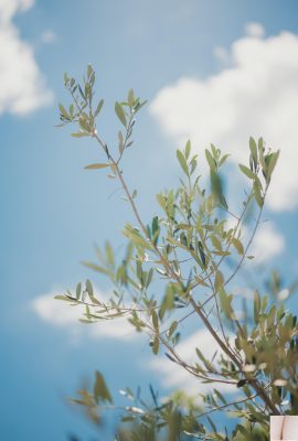肯肯 – 蜂蜜1（86p）